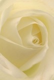 This immersive close-up draws you into the luminous center of a creamy white rose, where each petal unfurls with delicate intention-an embodiment of Creekmouth's nuanced floristry. Silky, almost weightless layers spiral gently outward, their subtle shadows and glistening highlights inviting quiet contemplation, as if you were standing on the banks of Barking Creek at dawn. The atmosphere throughout the image is one of profound calm and grace: a peace well-suited for conveying sympathy, admiration, or marking life's tender transitions. Even in the imagined fragrance-faint, cleansing, and fresh-you sense the thoughtful craftsmanship that defines Flowers Creekmouth's arrangements. This rose is not merely a bloom, but an offering: a gesture chosen for its purity of form and the care given by a local hand. Whether gracing a celebration or bringing solace to a family home in Creekmouth, the essence of this composition lingers, reflective of both personal sentiment and deep-rooted community artistry.